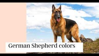 German Shepherd colors || German Shepherd colors black and silver