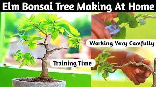 Indian Elm Bonsai Tree Making