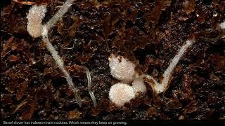 Medicago and Rhizobium - Root Nodule formation in Barrel Clover