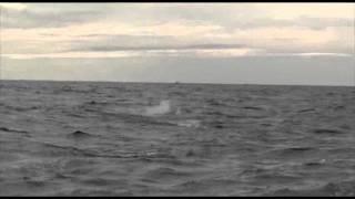 The Average Angler Fishing Adventures Part 1.flv