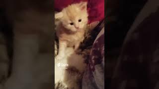 Maine Coon kitty Котенок Мейн-Кун очаровательный