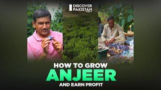 How to Grow Anjeer and Earn Profit with Value Addition Process | Kissan Ka Pakistan