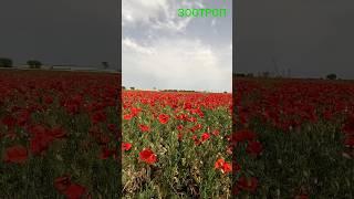 Маковое поле. Красота Санжейка. Маки. Цветение маков. Фотосессия. Туризм. Инсталокация #зоотроп