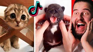 Animales Graciosos En Tik Tok Que Te Harán Reír