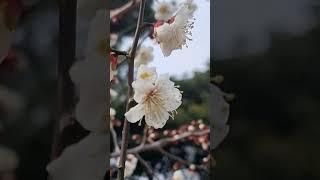 겨울속의 매화 #매화꽃 #제주의 봄