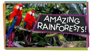 Explore the Rainforest! | Ecology for Kids