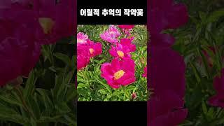 작약꽃의 추억이 있으신가요?#곰바위농장#작약#겹작약#홑작약