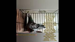 BRPFC Special Pigeons Auction   Pigeon offered by Serajul Loft