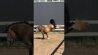 Наш жеребец Хард Рок Аллилуйя сегодня в ударе ‍↕️ #лошади #horse #gypsyvanner #tinker #тинкер