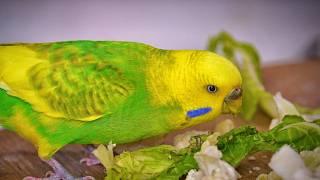 How to Tame Budgie with Treats