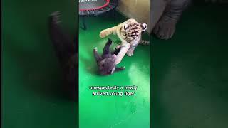 The brotherhood of the bear and the tiger cub #animals #cute #shorts