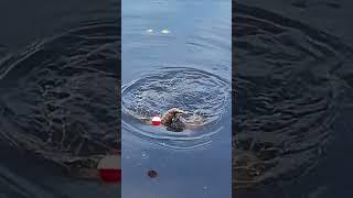 A freshwater fisherman's worst nightmare #shorts