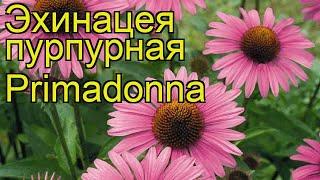 Эхинацея пурпурная Примадонна. Краткий обзор, описание характеристик echinacea purpurea Primadonna