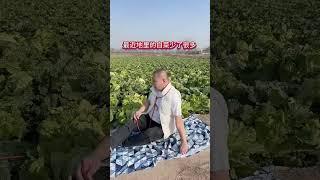 农村搞笑生活王哥 4