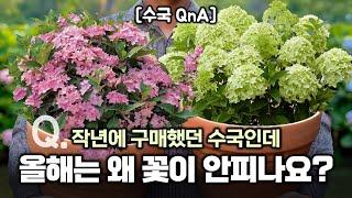 (수국QnA)‍️: 작년에 산 수국인데 꽃이 안펴요‼️ 왜 그런지 알려드릴게요