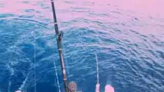 Marlin Video