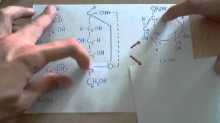 Ciclación de la glucosa (aldohexosa)