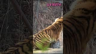 korea tiger 무궁이 어흥! 장난치던 태범 머쓱 (백두대간 호랑이) #무궁, #태범, #shorts