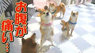 The Shiba Inu brother and sister's comedic antics had me bursting out laughing...