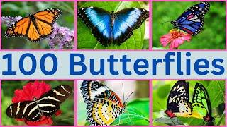 100 Magical Butterflies You Need To See RIGHT NOW