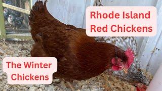 RHODE ISLAND REDS: The Winter Chicken