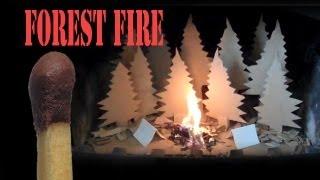 Cardboard Forest Fire (Backwards)