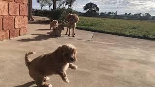 Cavoodle puppies playing!