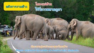 Ep 474 อลังการแม่ด้วนพาน้องเวหาข้ามถนน  ไร้แววภูผา#ช้างป่า #เขาใหญ่ #wildlife #elephant #nature #new