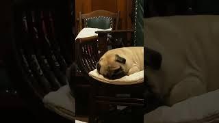 #puglife #shortvideo #funny #shortsvideo #pug #shorts #short #dogs #dog #pugstagram #мопс #гуффи