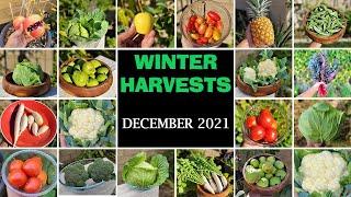 !! HAPPY NEW YEAR !! California Gardening December Garden Tour 2021 - Winter Harvests, Garden Tips!