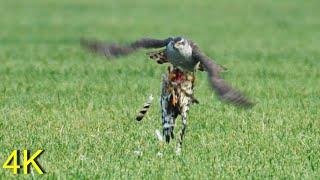 Habicht kröpft (erbeutete?) Kornweihe -- Goshawk eats (captured?) Hen Harrier