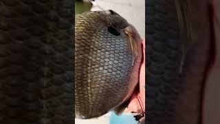 Big Bluegill #short #fish #fishing #bluegill #catch #short