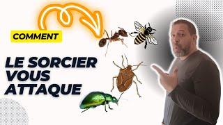 C'est comme ça que le sorcier vous attaque par les insectes et les animaux