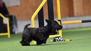 Scottie Islay in the Finals of the Qualifications for FCI Agility World Championships 2022