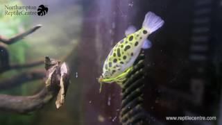 Feeding River Shrimp to Green Spotted Pufferfish (Tetraodon nigroviridis)