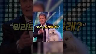 세계 최초 4개 국어 강아지