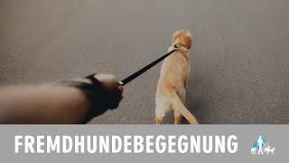 Fremdhundebegegnung- wo fängt man eigentlich an zu trainieren?