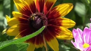 UMN Extension Pollinators for Food Study