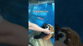 到底谁发明的小熊猫！ #小熊猫 #萌宠出道计划 #动物 #萌化了 #可爱