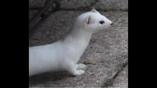 What has the Ermine been up to?