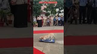 indian army dog salute training #shorts #army #viral #trending