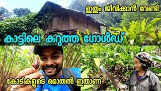 കാട്ടിലെ കറുത്ത കൃഷി ഇതും ജീവിക്കാൻ വേണ്ടി Black Cardamom Farm Inside Deep Forest