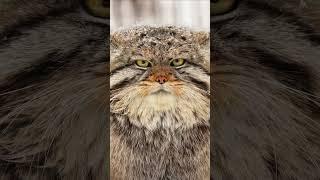 The divine beauty of the Pallas's cat  #pallascat #manul