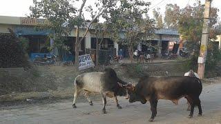 Bull Fighting at gaushala road Narnaul