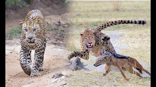 Leopard attacked to golden jackal Wilpattu National Park  #Wilpattu_Sri_Lanka