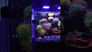 The MOST COLORFUL & MESMERIZING Waterbox Reef Tank