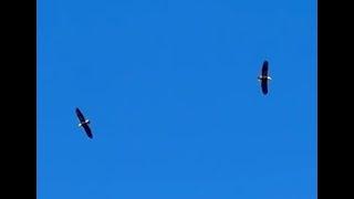 Bald Headed Eagles Spiral Over Shaun's Home Duncan Vancouver Island