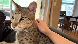 Big Savannah Cat Is A Gentle Giant/ Cute Cat Video