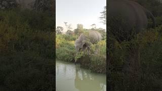 A View Of How Wild Elephants Drink Water !!#jangal_se_hathi
