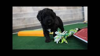 Meet Ceasar the Bernadoodle Mini Puppy!